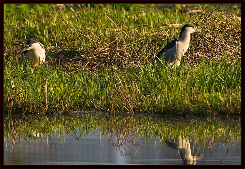 Black-crowned Night-Herons