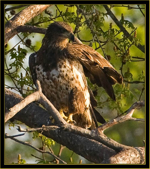 Immature Bald Eagle