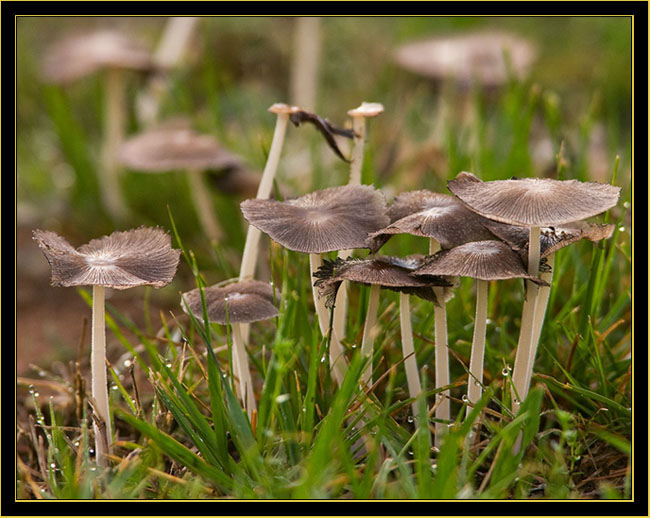 Mushroom view