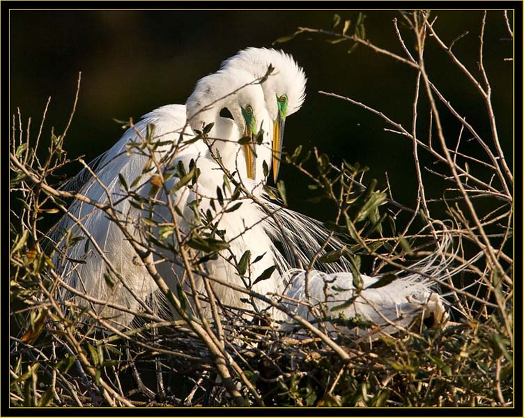 Mated pair of Great Egrets