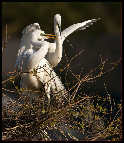 Great Egrets nesting