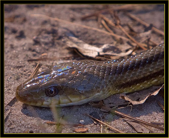 Garter Snake