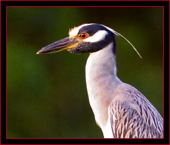 Yellow-Crowned Night-Heron