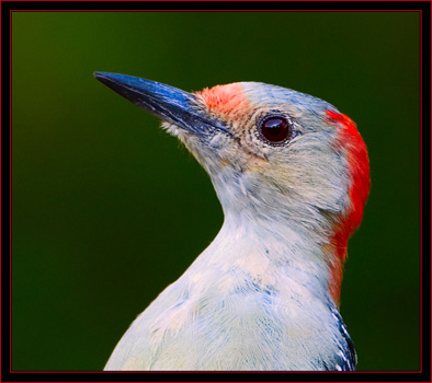 Red-bellied Woodpecker