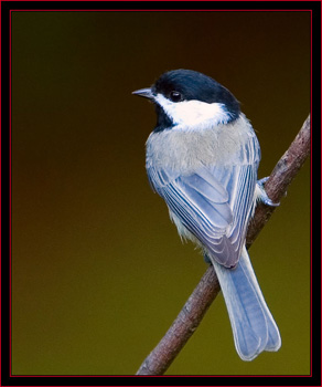 Carolina Chickadee