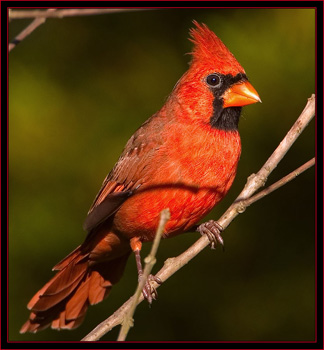 Northern Cardinal