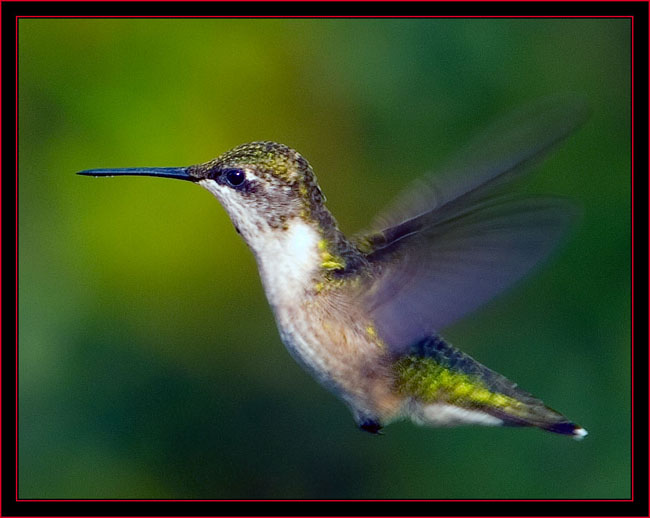 Ruby-throated Hummingbird