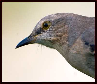 Northern Mockingbird