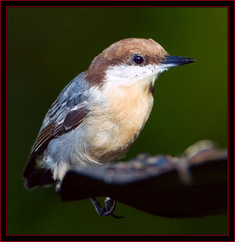 Brown-headed Nuthatch