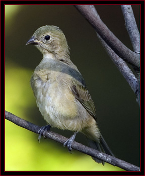 Painted Bunting