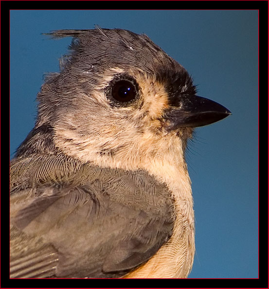 Tufted Titmouse