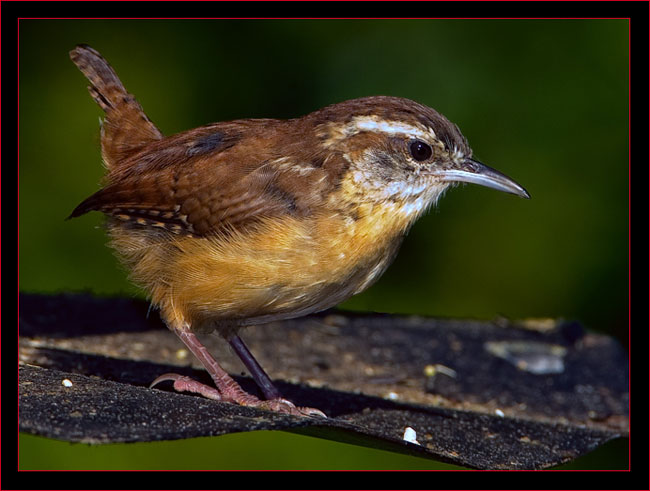 Carolina Wren