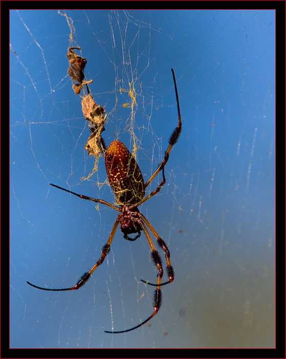 Golden Silk Spider