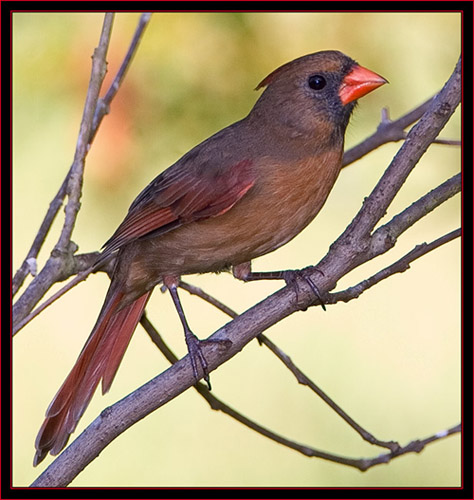 Northern Cardinal