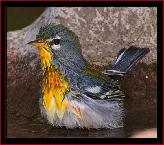 Northern Parula