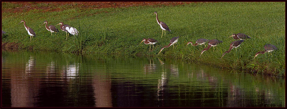 Tricolored Herons