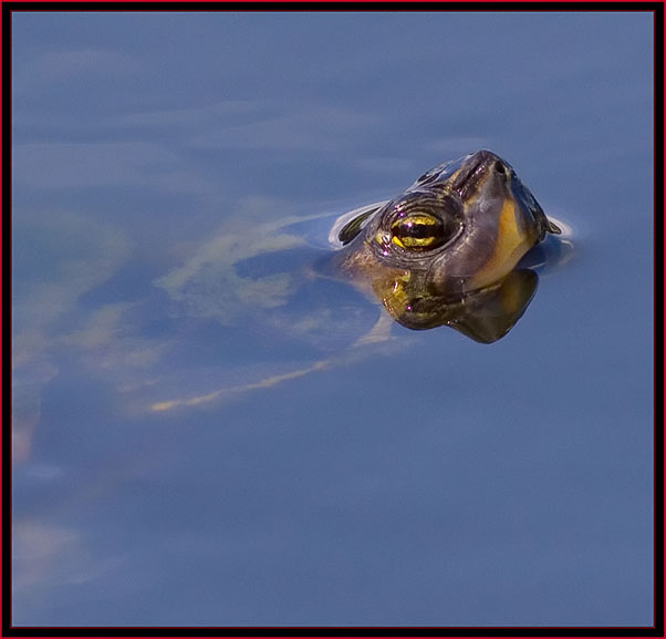 Pond turtle