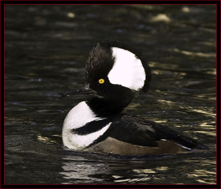 Hooded Merganser