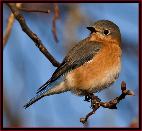 Eastern Bluebird