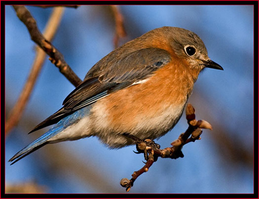 Eastern Bluebird