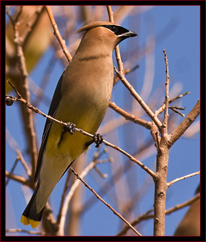 Cedar Waxwing