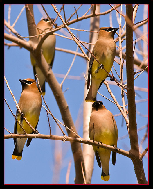 Cedar Waxwings