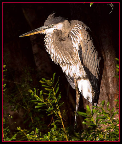 Great Blue Heron