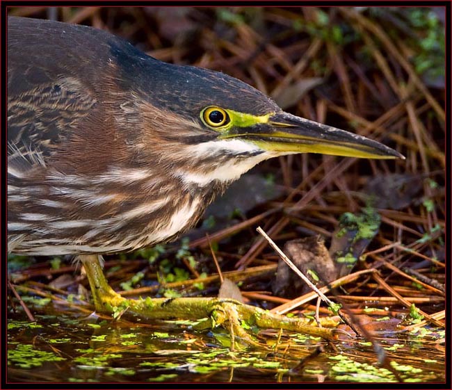 Green Heron