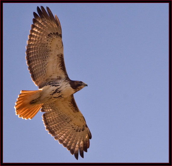 Red-tailed Hawk