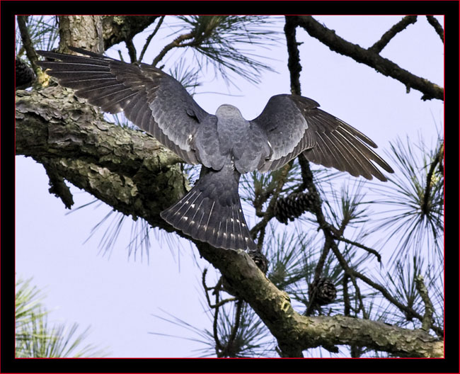 Mississippi Kite