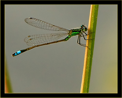 Ramburs Forktail - male