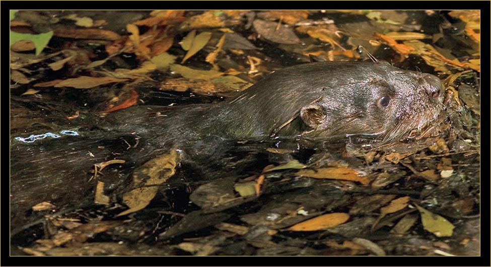 Otter along the Nature Trail - The Landings