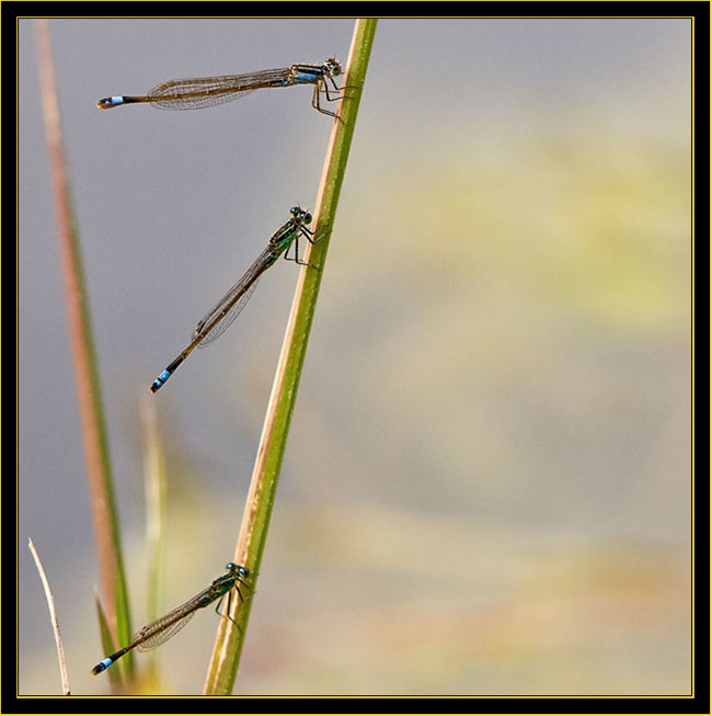 Ramburs Forktail group