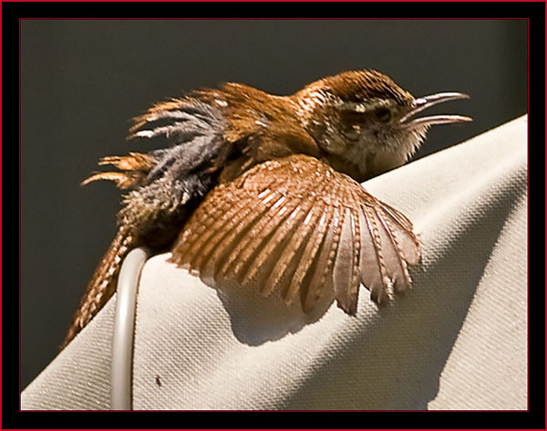 Carolina Wren