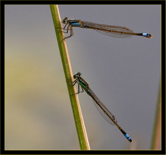 Ramburs Forktails