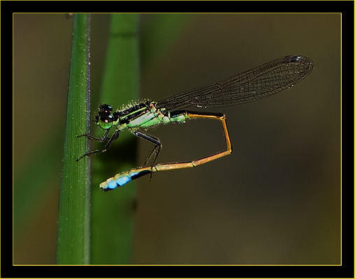 Ramburs  Forktail - male