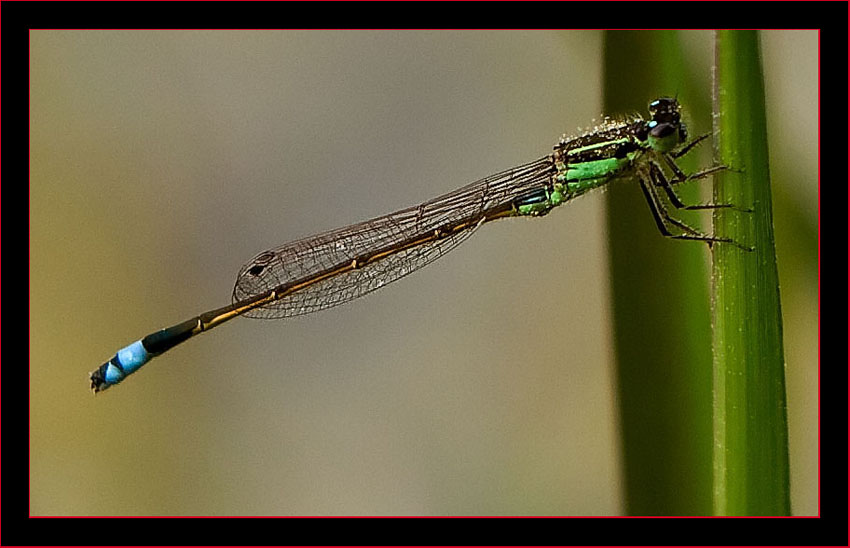 Ramburs Forktail