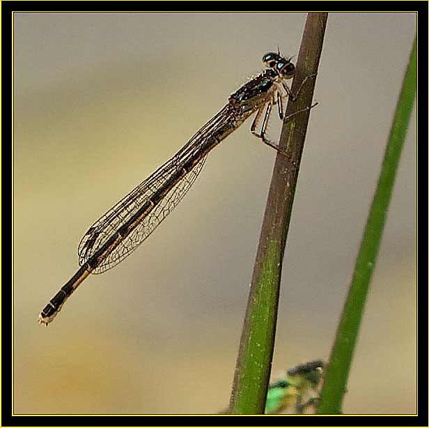 Female Fragile Forktail