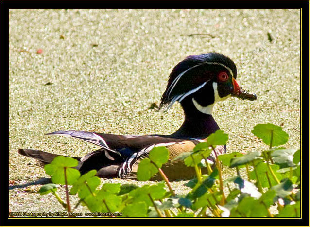 Wood Duck