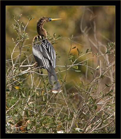 Anhinga in breeding plumage