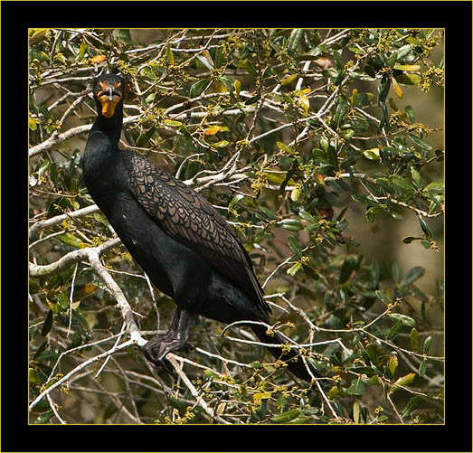 Double-crested Cormorant