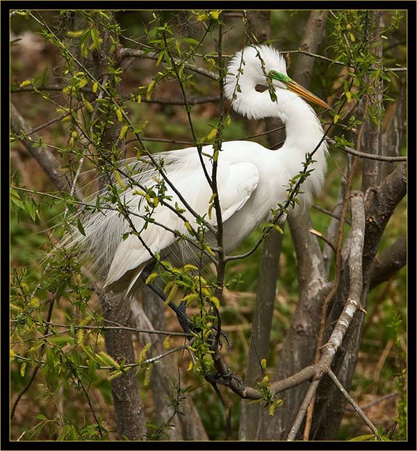 Great Egret in breeding plumage