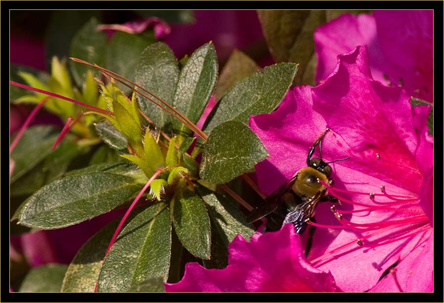 Bumblebee on Azalea plant