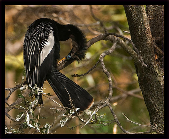 Anhinga in breeding plumage