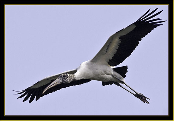 Wood Stork in flight