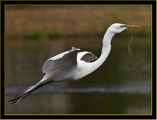 Great Egret in flight