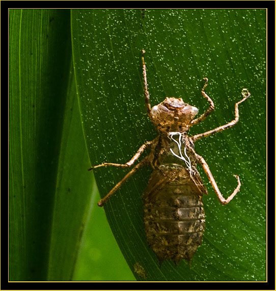 Common Baskettail Exuviae