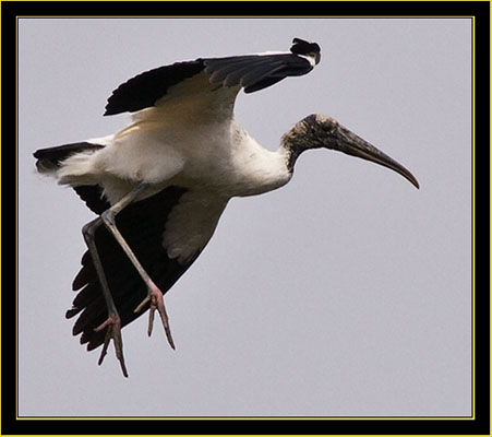 Wood Stork in flight