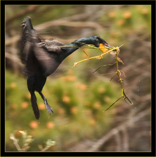 Double-crested Cormorant