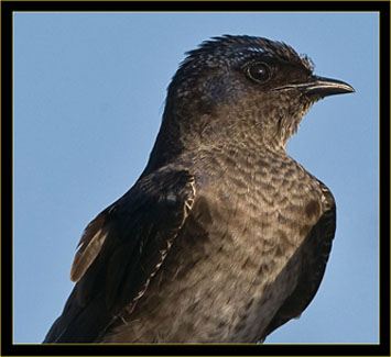 Purple Martin